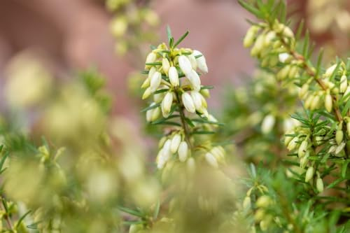 Erica carnea 'Steffi' 11 cm Topf – Winterhart, Immergrün, Pflegeleicht – Winterheide – Bodendecker für Steingarten & Beet