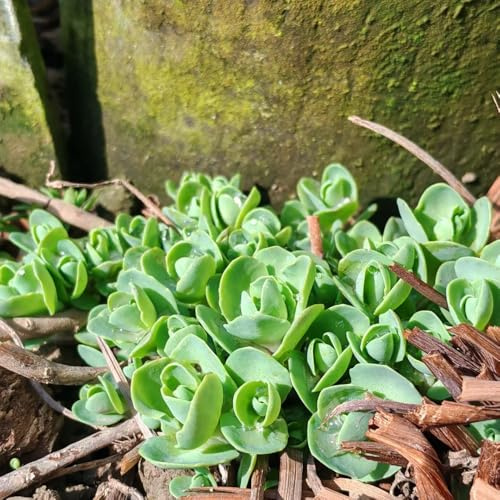 sedum (sedum) semillas orgánicas de silvestres de primavera semillas interior purificadoras aire Cubresuelos resistentes ornamentales raras 300semillas