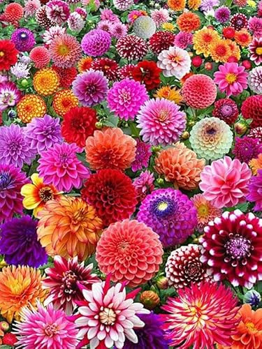 Dahlien Knollen Mix, Mehrjährige Blumenzwiebeln aus Holland nicht Winterhart, robuste Zwiebeln für Garten, Balkon, Beete und Töpfe (25, Dahlien)
