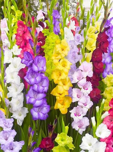 Sommerblumen Blumenzwiebeln Mehrjährig, bunte Blütenpracht. Echte Pflanzen aus Holland, kein Samen, für Garten & Töpfe. Gladiolen Calla Begonien Zierlauch Lilien Mix (10, Gladiolen Mix)