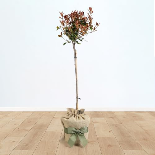 YouGarden Photinia 'Carre Rouge' Standard Tree, 1 x 18cm Pot, Gift Wrapped Plant in Brown Hessian Bag with Green Ribbon Bow, Compact Evergreen Tree, Ready To Plant Garden Colour