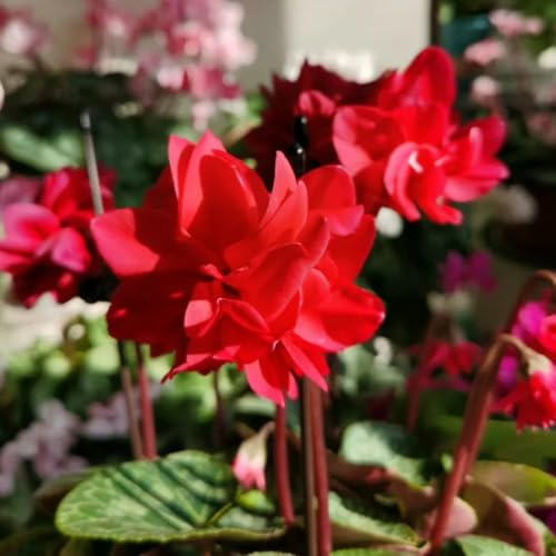 semi di ciclamino, ciclamino perenne resistente tappezzante primaverile, selvatici, ombra da balcone perenni resistenti 20pcs