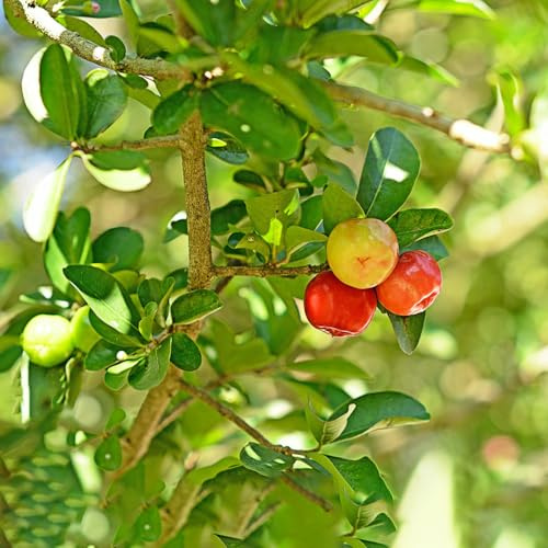 Acerola (cereza acerola),de jardín,de jardín Decoración,fácil resistentes,resistentes al aire libre balcón,balcón 100semilla