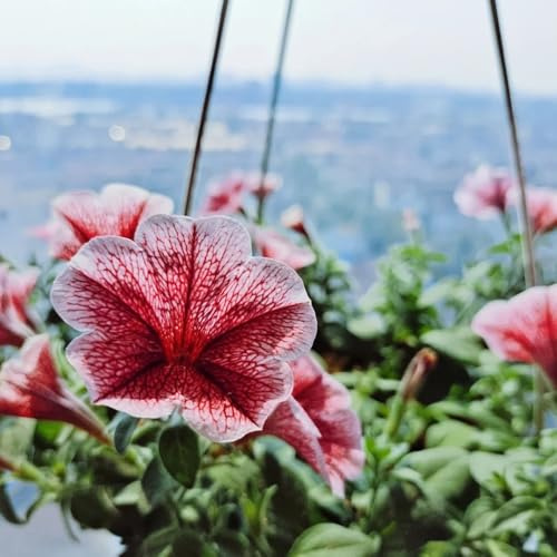 semi di petunia resistenti in vaso tappezzanti d'appartamento varietà antiche interno giardino raro 420pcs