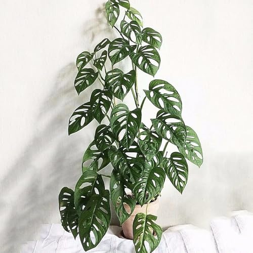 semillas de monstera Variedades antiguas resistentes jardín orgánica 40pcs