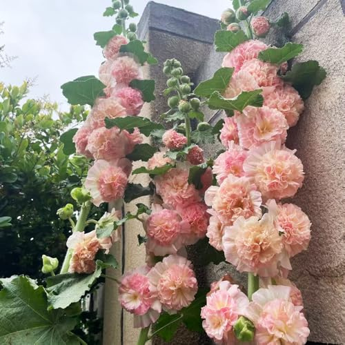 semillas de malva real - jardín Decoraciones exteriores 650pcs