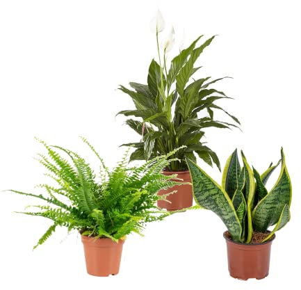Trio de Plantas Dulces Sueños DECOALIVE: Helecho, Spathiphyllum y Sansevieria Plantas para Dormir Mejor