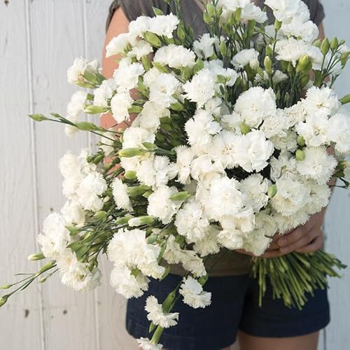 Gardening Treasures: 100+ Carnation Chabaud Jeanne Dionis Seeds