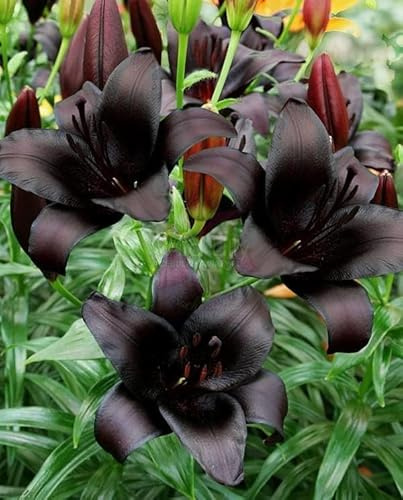 Lilium asiatic - Schwarze Asiatische Lilie 'Black Charm' - frosthart