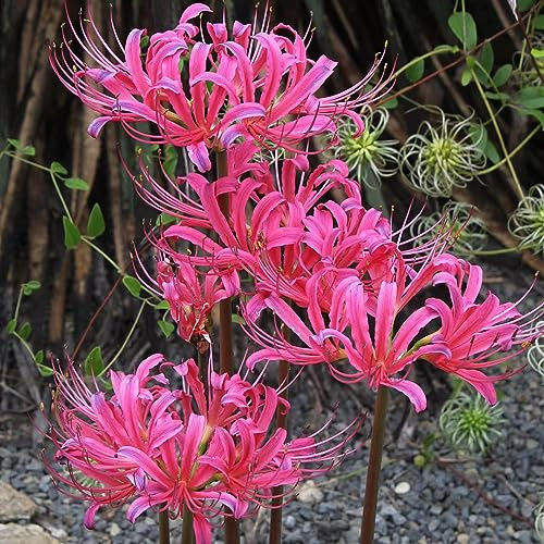 Giglio ragno - lycoris radiata - di sangue da giardino da interno autunnali, resistenti, dito precoci mini decorazione 9bulbi
