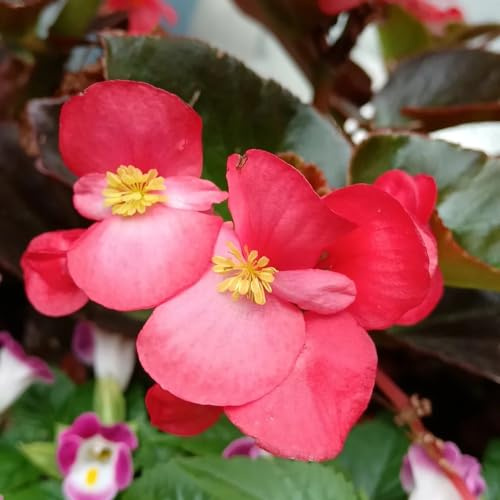 semillas de begonia decoración sala estar orgánicas exterior Variedades antiguas y resistentes tapizantes en, parterre elevado 200pcs