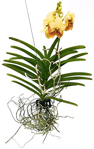 POWERS TO FLOWERS - ORCHIDEA WANDA GIALLO ANTICO, pianta vera