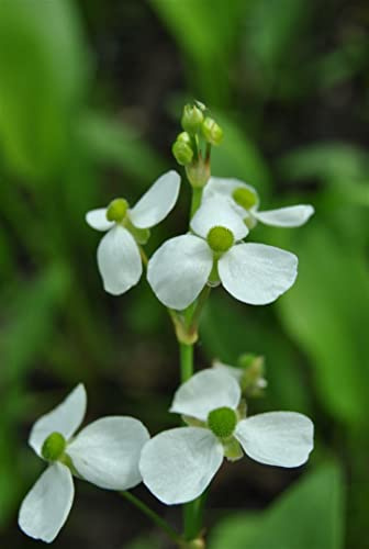 Alisma parviflorum 9x9 cm Topf – Winterhart Mehrjährig Pflegeleicht – Zwerg-Froschlöffel – Teichpflanze für Teichrand & Sumpfzone