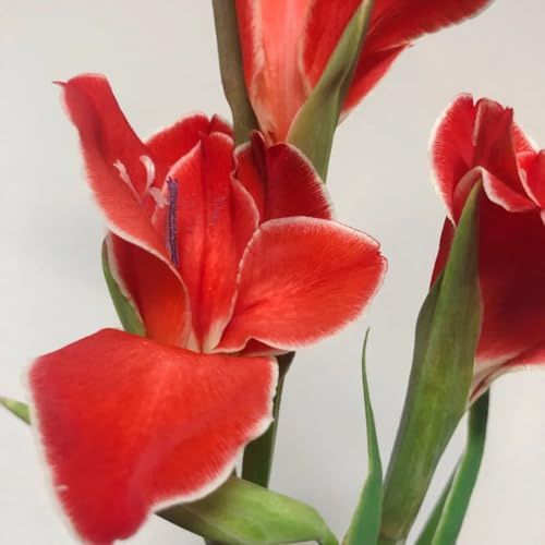 12bulbi I di gladiolo sono perenni resistenti per il giardino di gladiolo esotiche resistenti autunnali, primaverili bouquet
