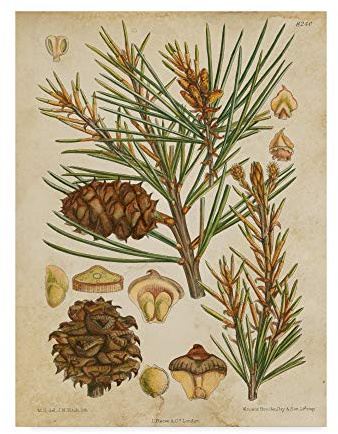 Trademark Fine Art Vintage Conifers II by Vision Studio, 14x19-Inch,