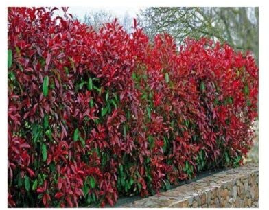 40 x Christmas Berry/Photinia phraseri 'Red Robin' 35-45cm Tall in 9cm pots : Package Contatins seeds