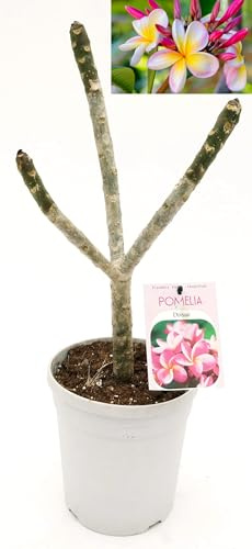 POWERS TO FLOWERS - PLUMERIA FRANGIPANI DIVINE, altezza 50cm, vaso 18, pianta vera