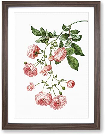 Rambler Roses By Pierre Joseph Redoute Vintage Framed Print | A2 Walnut Framed Wall Art | Ready to Hang | Classic Nature Picture | Living Room Bedroom Lounge Office