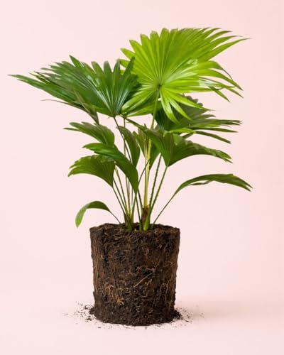 PUR PLANT Livistona Rotundifolia | Palmera Abanico Tropical Natural de Interior | Planta Decorativa Elegante | Maceta De Ø12 cm