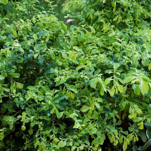 ligustro - semi giardino balcone decorazione resistente riverdimento tetti foglie 300pcs