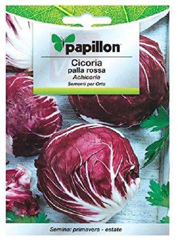 SEMENTI SEMI CICORIA PALLA ROSSO(ACHICORIA)7 GR