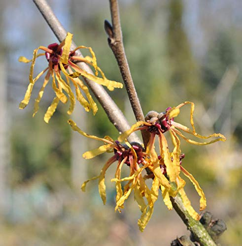 Zaubernuß Orange Peel 30-40cm - Hamamelis intermedia - lebende Gartenpflanze aus den Baumschulen