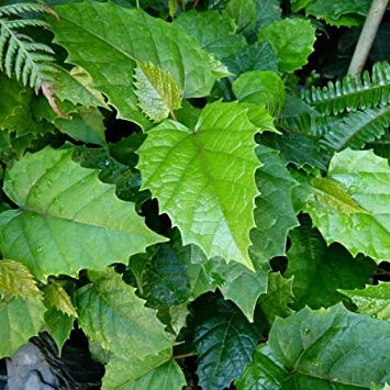 Pacchetto semi: 5 Semi di Cissus dell'Antartide e