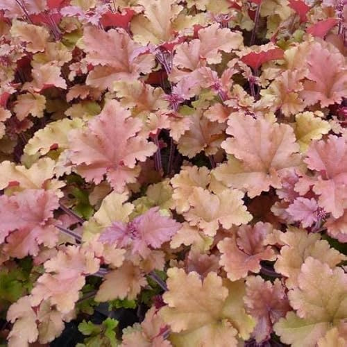 6x Heuchera 'Marmalade' – Vaso 9x9 cm – pianta ornamentale foglia arancio rame giardino