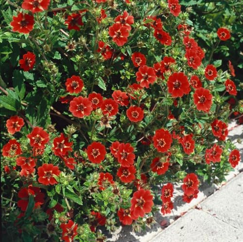 Potentilla atrosanguinea 'Gibson's Scarlet' ca. 11x11 cm Topf - Fingerkraut, leuchtend rote Blüten, Blütezeit Juni-August, ideal für Rabatten, pflegeleicht und winterhart