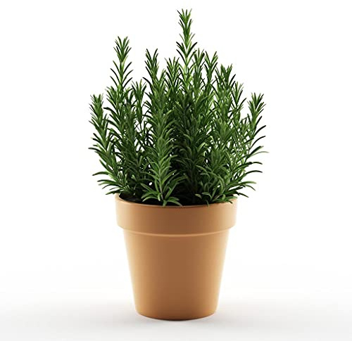 Romero Natural con Maceta de Cerámica DECOALIVE Planta Aromática para Cocinar