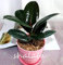 Fresh 50 pieces Ficus Elastica Decora plant seeds for planting green 1 : Seeds Only