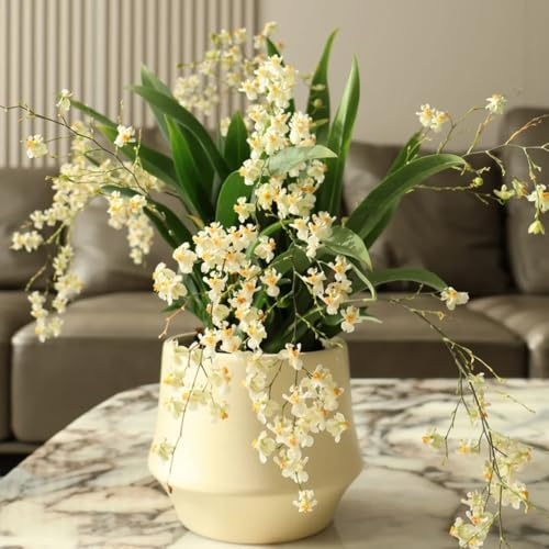 Semi di orchidea Oncidium, regali sostenibili Oncidium hybridum, decorazione del soggiorno decorazione floreale semi di selvatici esotici vecchie varietà 600pcs