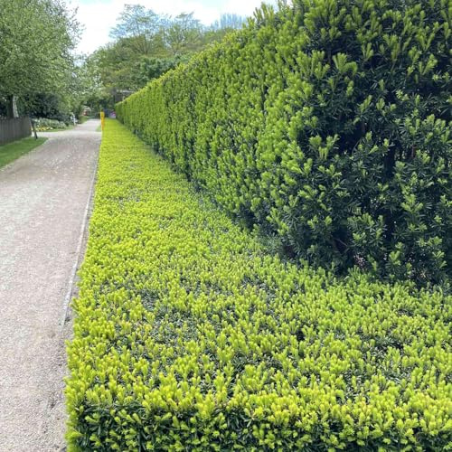 Garten-Schlüter® Europäische Eibe Taxus baccata – Schnittverträgliche Heckenpflanze mit dichtem Wuchs, dekorative rote Beeren (3-5 Liter Topf 60-80 cm)