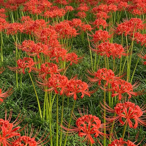 giglio ragno, lycoris radiata decorazione bonsai interno giglio ragno, di sangue autunnali, appartamento bonsai, decorazione per il soggiorno 8bulbi