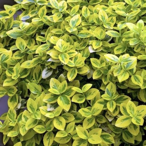 Spindelstrauch Euonymus fortunei 'Emerald 'n Gold' – 6 Pflanzen – 10-25cm – Ø9cm – Immergrün, gelb-grünes Laub – Hecke, Beet & Solitär – Pflegeleicht