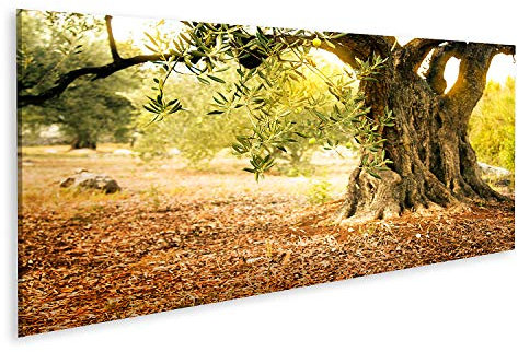 Prime Bild auf Leinwand Alter Olivenbaum Bilder Wandbild Poster Leinwandbild