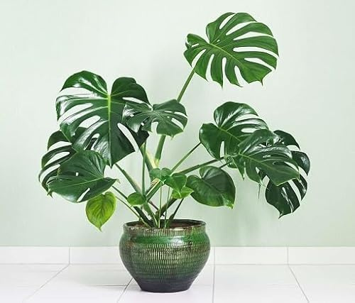 Fresh 70pcs Green Monstera Plant Seeds