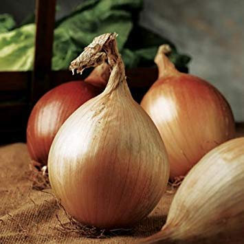 GEOPONICS OIGNON - Ailsa Craig Lauréate - 200 graines