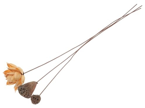 NUOBESTY Composizione Floreale di Loto Essiccato Steli Set da 1 senza Manutenzione Aspetto Naturale ed Elegante Decorazione per Interni e Ufficio