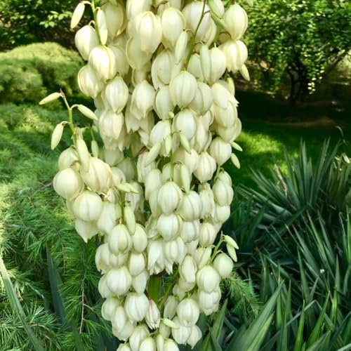 Semi di Yucca Filamentosa, semi di per giardino di esotiche rare regali per giardinieri decorazione da giardino per esterni 30pcs