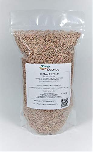 Centeno per seminare trattato, confezione da 1 kg, piantagione da novembre a gennaio, utilizzato sia per cereali che per prato.