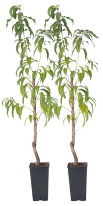Plant in a Box - Prunus Persica 'Saturne' - 2er Set - Pfirsichbaum - Obstbaum - Winterharter Baum - Kübelpflanze - Gartenpflanze - Topf 15 cm - Höhe 60-70cm