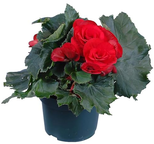 Planta Compacta de Begonia Elatior Viva y Natural | Flor Decorativa para Interior