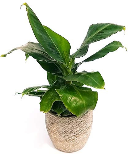 POWERS TO FLOWERS - BANANO, PIANTA DEL BANANO IN VASO PIETRA, pianta vera
