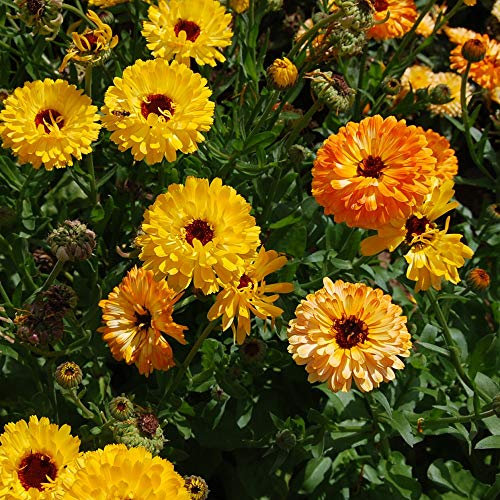 Calendula Seeds 'Art Shades' English Marigold Hardy Annual Flowering Garden Plants 1 Packet 80 Seeds by Thompson and Morgan