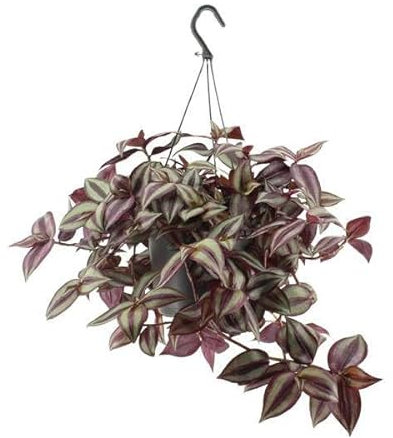 Tradescantia Zebrina violeta – Ø17 cm – 25 cm
