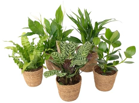 Plant in a Box - Luftreinigende Zimmerpflanzen - Set mit 5 Stück - Mit handgeflochtenem Korb - Höhe 25-40cm - ⌀12cm