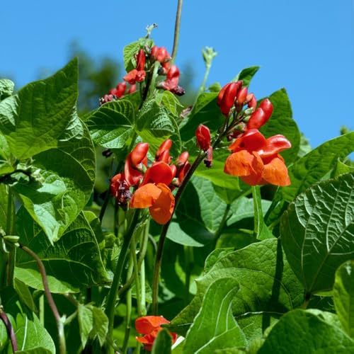 Semillas de judías verdes, orgánicas Phaseolus coccineus, variedades antiguas semillas de exóticas plantando 30pcs