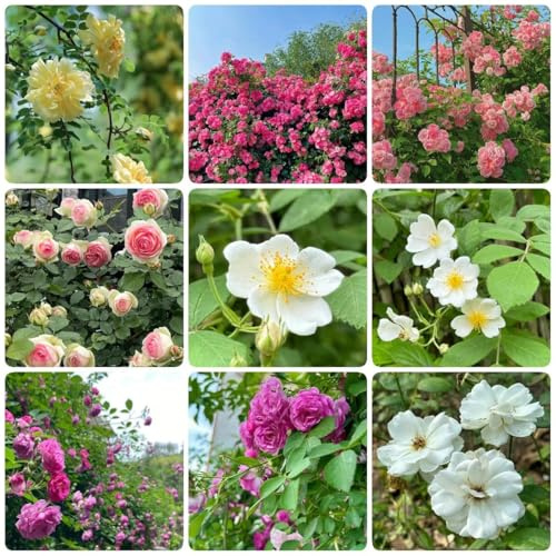 Semillas de rosal trepador resistentes fragantes exóticas para exterior decoración de balcones rosa trepadora medicinales sombra resistentes 600pcs