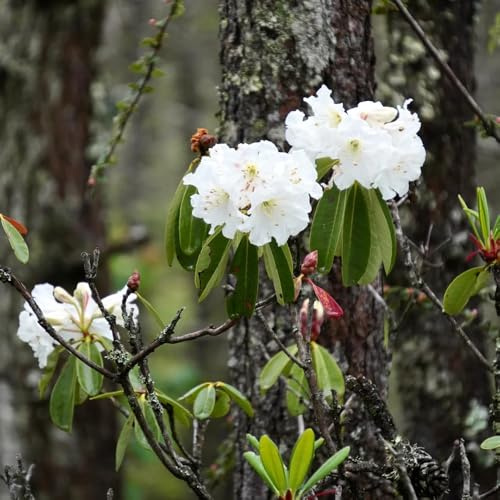 Semillas de azalea, jardín orgánicas de rododendro resistente, decoración de la sala de estar 20pcs